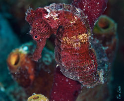 Seahorse on the Pier