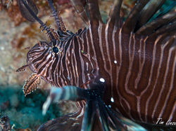 a lionfish at the pier