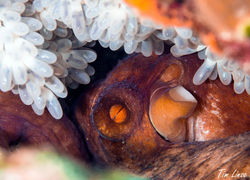 octopus with eggs at the pier