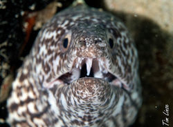 spotted moray eel at the pier