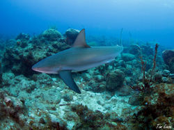 Reef Shark on the Davis Bay Wall