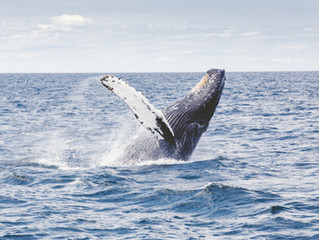 Humpback Whales in St. Croix