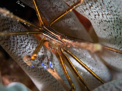 an arrow crab in an anenome