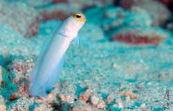 a jawfish at the davis bay wall