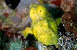 a frog fish at the pier