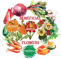 beneficial flowers ig.jpg