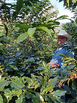 Don Eusebio - Finca Huehuetepan