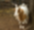 Goat 3.heic