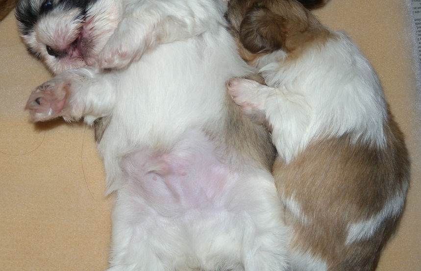 Hogging the teet.jpg