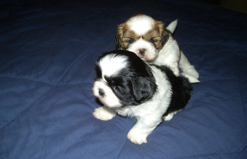 Buddies.jpg