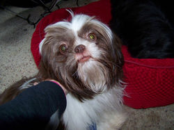 CoCo adult