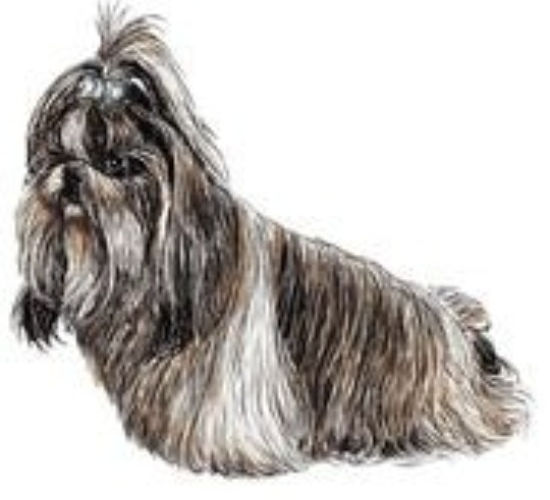 shih-tzu-hand-drawn-eps-illustration_gg78080430~2_edited.jpg