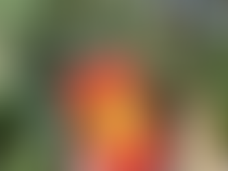 The Alchemist by Paulo Coelho