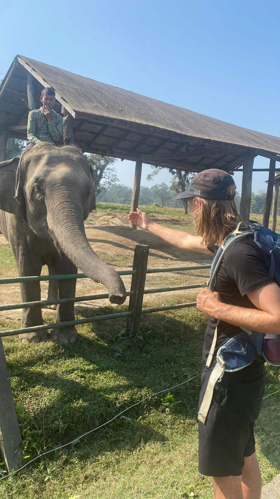 Olifant in het Elephant Breeding Center Chitwan National Park