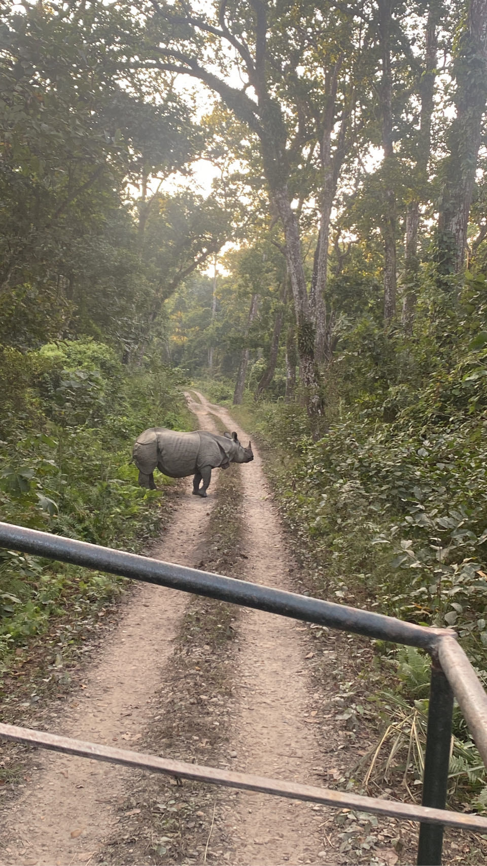Neushoorn in de jungle van het Chitwan National Park