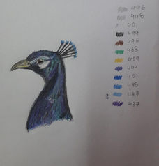 Peacock painting, Drawing, Art classes - Artsy Ratnam