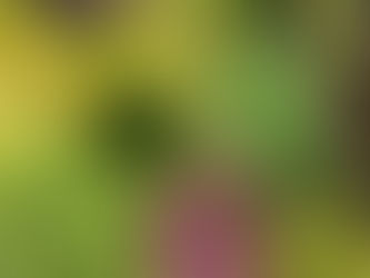 Hot Weather Watering