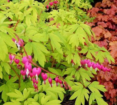 BLEEDING HEARTS in the fall, mend our hearts in the Spring