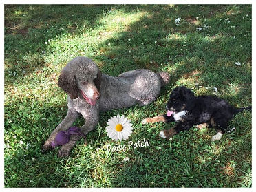 bernedoodle puppy with Rex.jpg