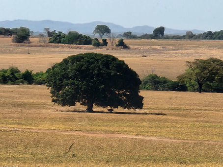 O Projeto de Pesquisa Cerrado do Instituto Federal de Goiás em parceria com o Ministério da Agricultura e Pecuária Oferecem Cursos Gratuitos em Bioinsumos e Recuperação de Áreas Degradadas