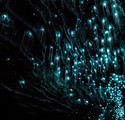 GLOWWORM.jpg