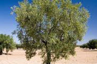 olive tree lima stockphoto_edited.jpg