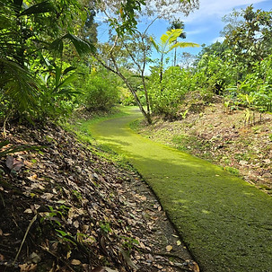 VERAGUA FOREST (25).jpg