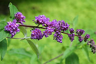 butterfly-bush-1418053_640 lucerne switzerland.jpg