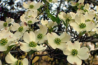 dogwood-tree-1482741 geneva switzerand.jpg