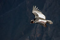 andean condor quito stockphoto.jpg