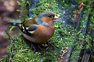 common chaffinch copenhagen stockphoto.jpg