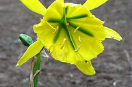 Flor_de_amancaes stockphoto lima.JPG