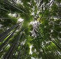 ARASHIYAMA BAMBOO FOREST (10).jpg
