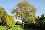 european ash geneva switzerland.jpg