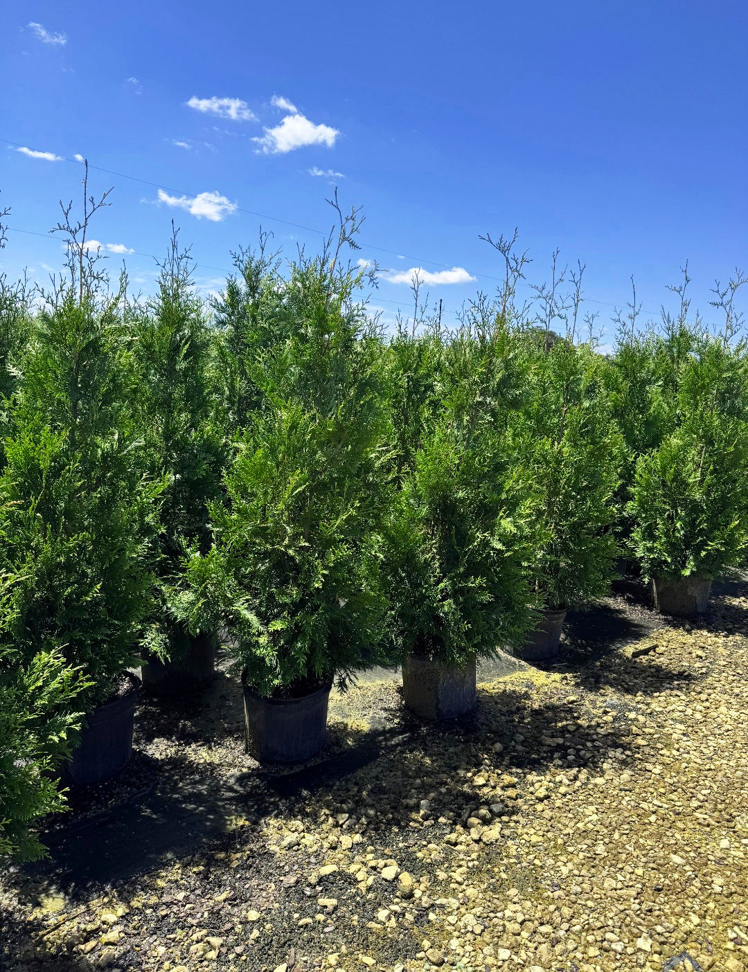 Green Giant Arborvitae 7 Gallon 4FT