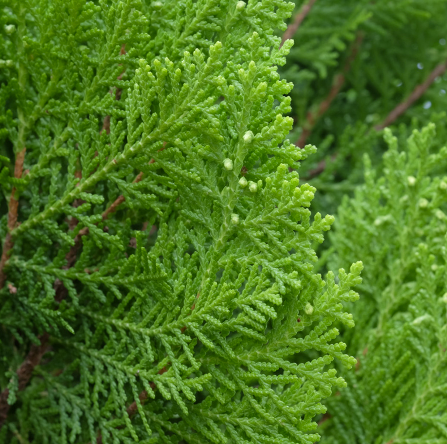 Thumbnail: Leyland Cypress 15 Gallon 5-6FT
