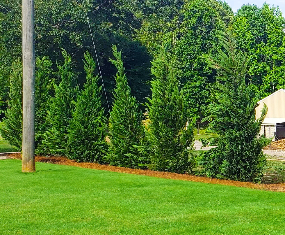 Thumbnail: Leyland Cypress 15 Gallon 5-6FT