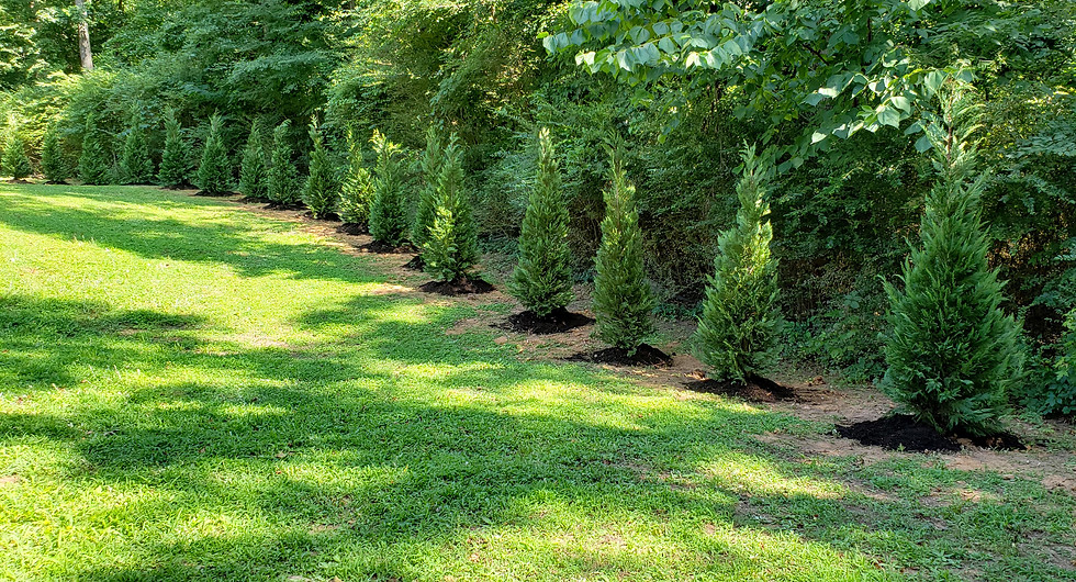 Thumbnail: Leyland Cypress 15 Gallon 5-6FT