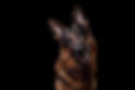 AdobeStock_164815467.jpeg