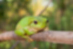 Green-tree-frog_Litoria-caerulea_Ashley-Whitworth-shutterstock-scaled.jpg