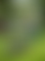 Grass Care Service: Maintaining Your Environment-friendly Area Pristine