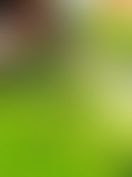 Lawn Treatment Providers: Important Tips for a Lush, Environment-friendly Grass