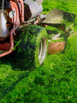 Yard Care Solution: Crucial Tips for a Lush Environment-friendly Lawn