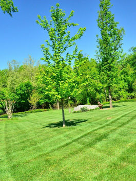 Grass Care Service: Elevate Your Outside Room