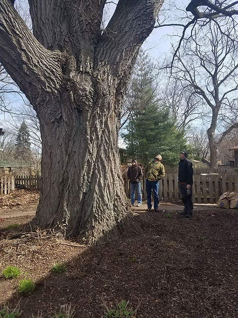 red-oak-frank-lloyd-wright-inspection-arborist-decatur-il.jpg