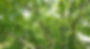 Black-walnut-pruning-arborist-decatur-illinois.jpg