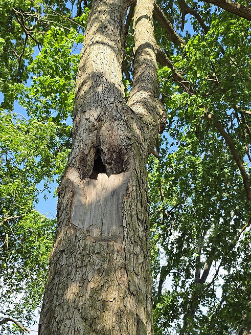 White-Oak-Tree-Risk-assessment-decatur-il-arborist.jpg