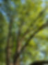 green-ash-tree-pruning-arborist-decatur-il.jpg