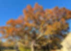 Oak tree pruning Decatur il Certified arborist.jpg