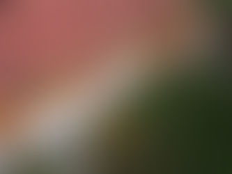 Residential Gutter Cleaning: Why Every Australian Homeowner Should Prioritise It